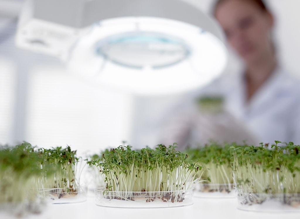 Sprouts growing in petri dish